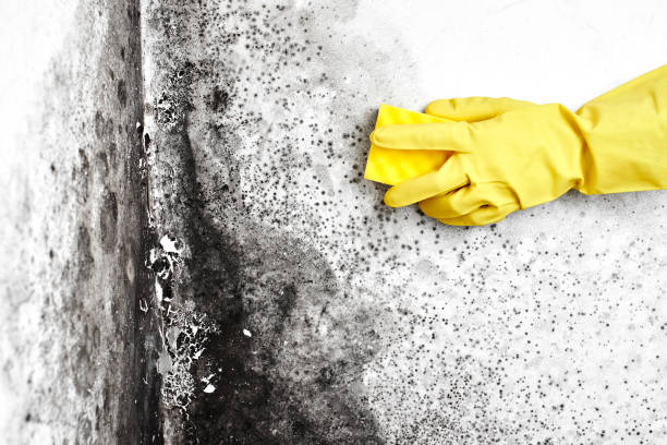 Professional Mold Removal in Rockton, IL