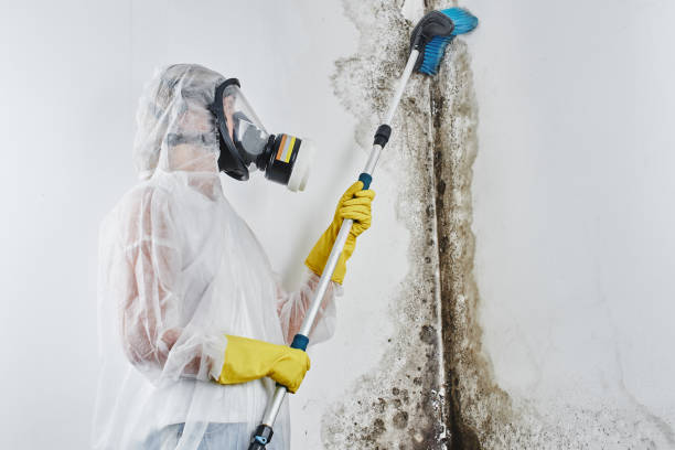 Mold Removal Process in Rockton, IL