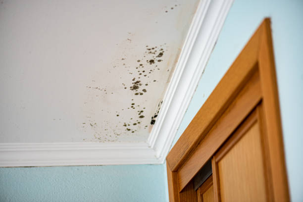 Best Mold Testing  in Rockton, IL