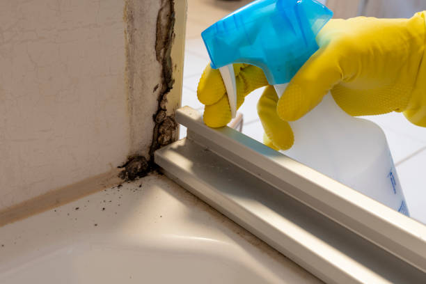 Mold Removal and Inspection in Rockton, IL