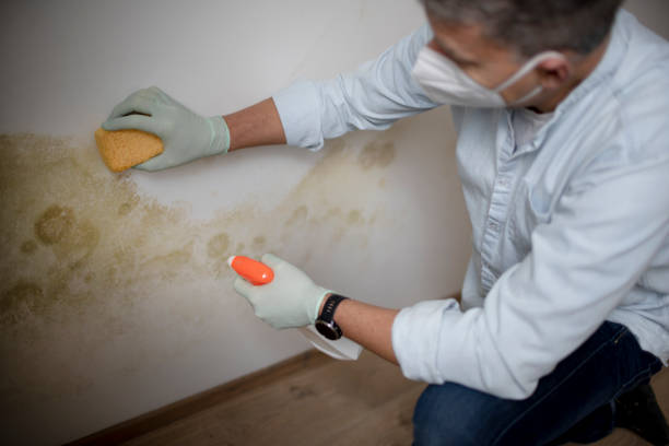 Best Fast Mold Removal  in Rockton, IL