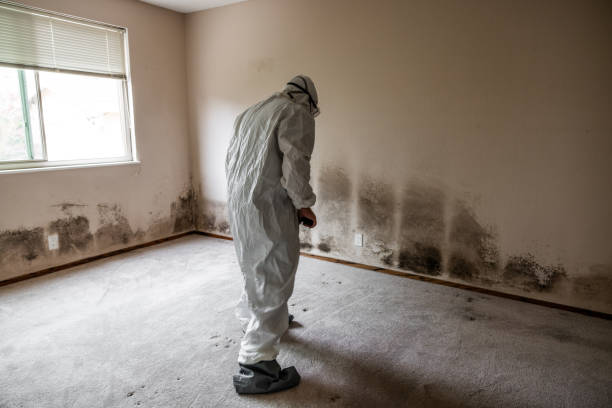 Best Home Mold Removal  in Rockton, IL