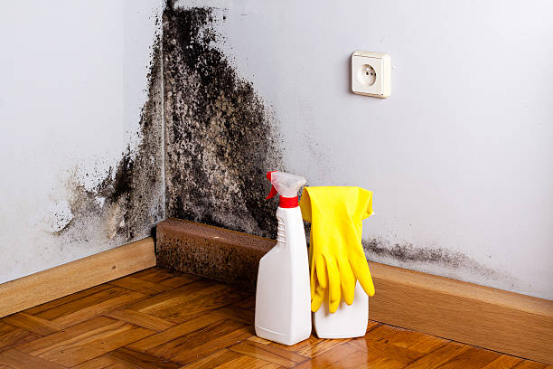 Best Best Mold Removal Companies  in Rockton, IL
