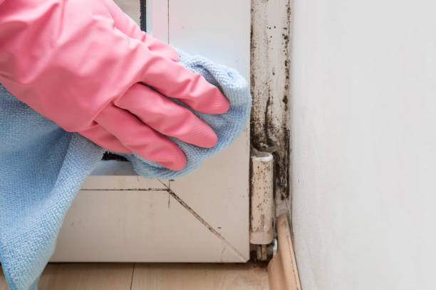 Best Mold Removal Specialists  in Rockton, IL