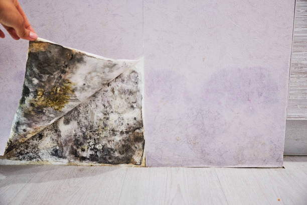 Best Same-Day Mold Removal  in Rockton, IL